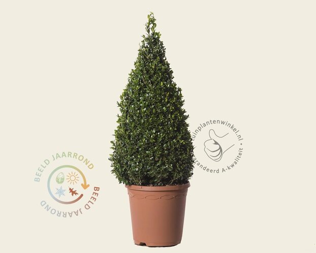 Buxus - kegelvorm
