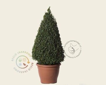 Buxus - kegelvorm