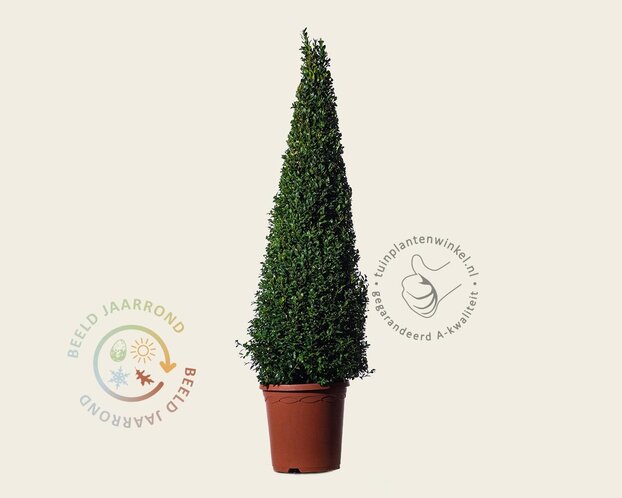 Buxus - kegelvorm