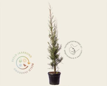 Cupressus arizonica 'Fastigiata'