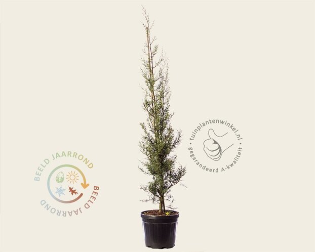 Cupressus arizonica 'Fastigiata'