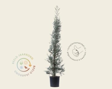 Cupressus arizonica 'Fastigiata'