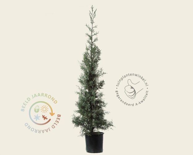 Cupressus arizonica 'Fastigiata'