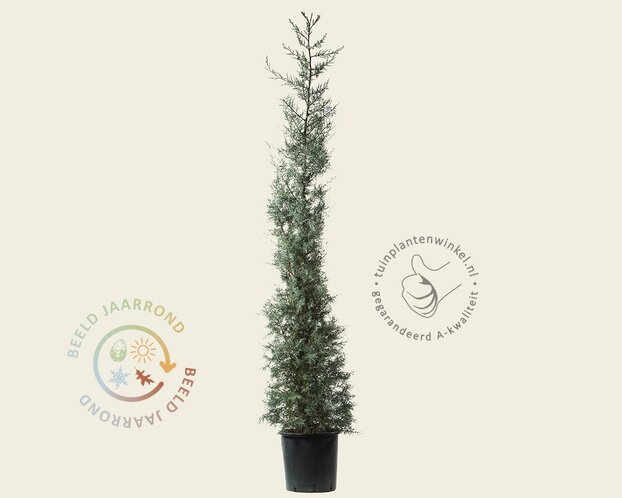 Cupressus arizonica 'Fastigiata'