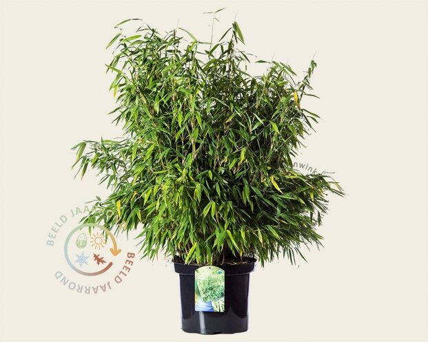 Fargesia murielae 'Simba'