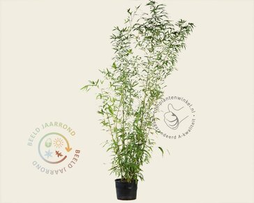 Phyllostachys aurea