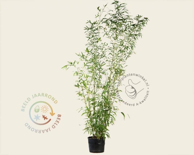 Phyllostachys aurea