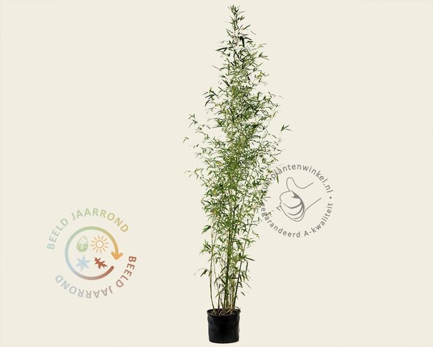 Phyllostachys aurea