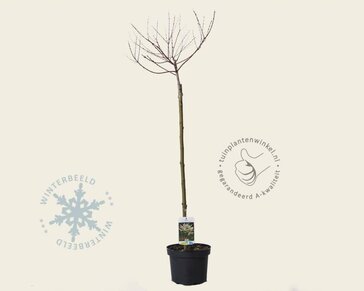 Salix integra 'Hakuro Nishiki' - op stam