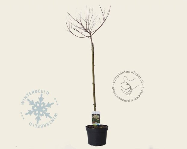 Salix integra 'Hakuro Nishiki' - op stam
