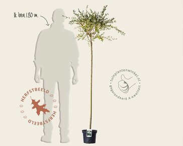 Salix integra 'Hakuro Nishiki' - op stam