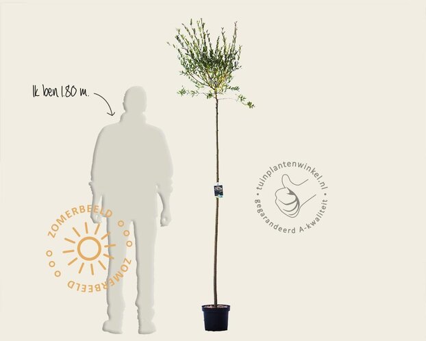 Salix integra 'Hakuro Nishiki' - op stam