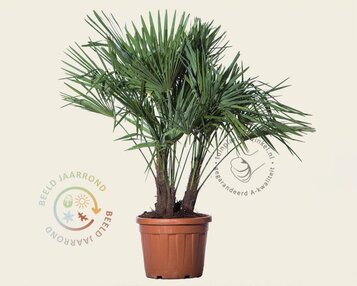 Trachycarpus fortunei - 3 stam image