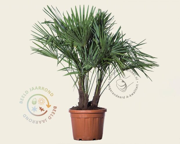 Trachycarpus fortunei - 3 stam