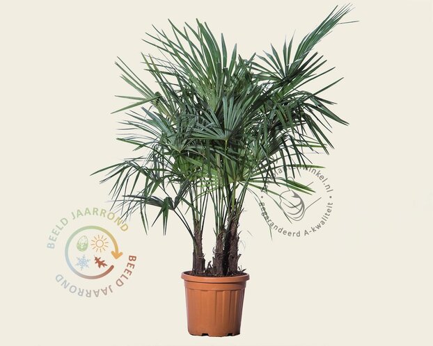Trachycarpus fortunei - 3 stam