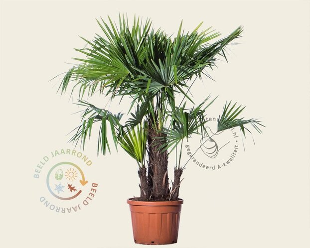 Trachycarpus fortunei - 3 stam