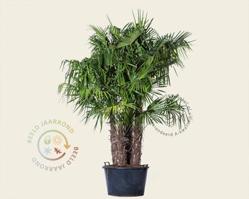 Trachycarpus fortunei - 3 stam