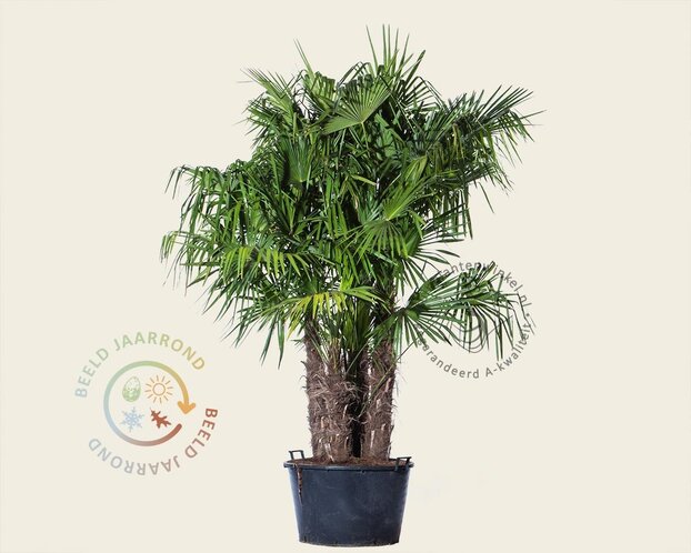 Trachycarpus fortunei - 3 stam