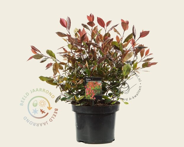 Photinia fraseri 'Little Red Robin'