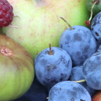 Alle fruit