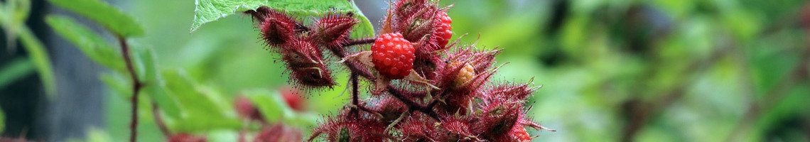 Bijzondere fruitsoorten