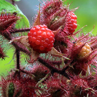 Bijzondere fruitsoorten