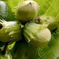 Hazelnoten