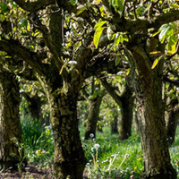 Oude fruitbomen