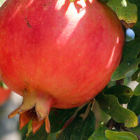 Granaatappelboom