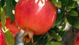 Granaatappelboom image
