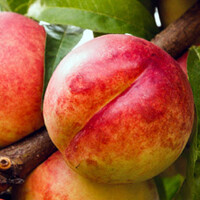 Nectarine boom