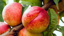 Nectarine boom image