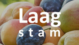 Laagstam fruitbomen image