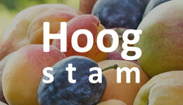 Hoogstam fruitbomen image
