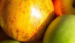 Familie fruitboom image