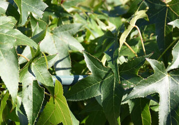 Tuinplantenwinkel.nl keuzehulp voor onze Dak-Bomen
