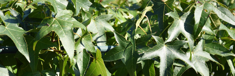 Tuinplantenwinkel.nl keuzehulp voor onze Dak-Bomen