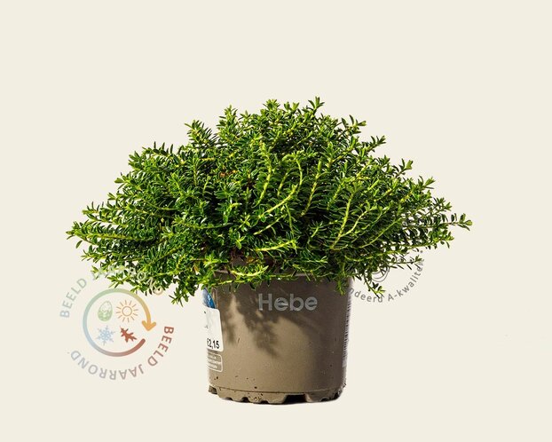 Hebe prostrata