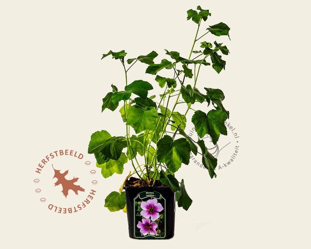 Lavatera 'Maritima'