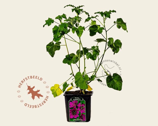 Lavatera 'Burgundy Wine'
