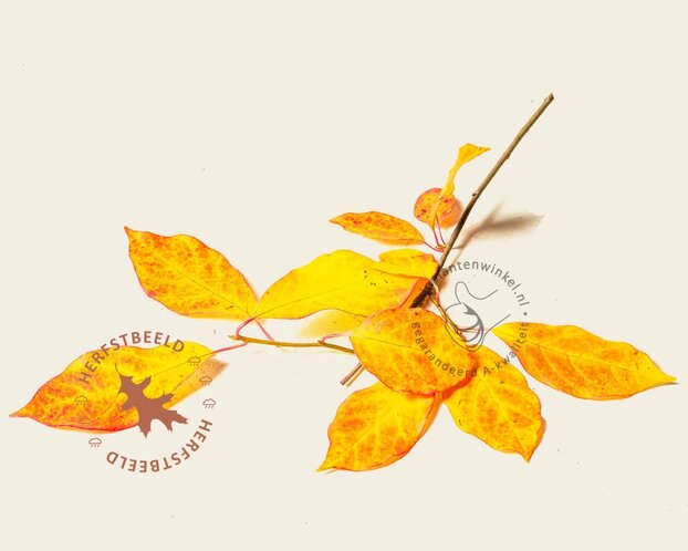 Nyssa sylvatica - beveerd