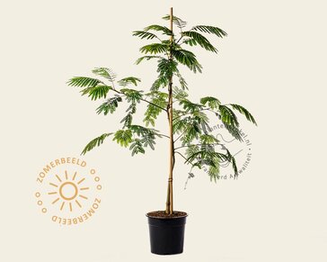 Albizia julibrissin 'Tropical Dream'
