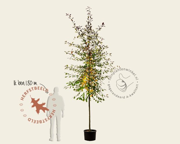 Nyssa sylvatica