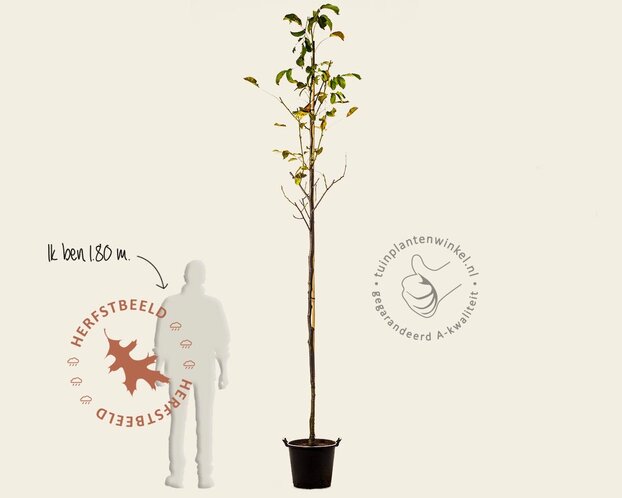 Juglans regia 'Plovdivski' - hoogstam