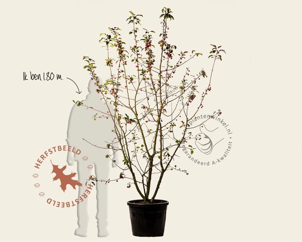 Malus 'Red Sentinel' - meerstammig