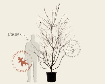 Malus 'Veitch's Scarlet' - meerstammig