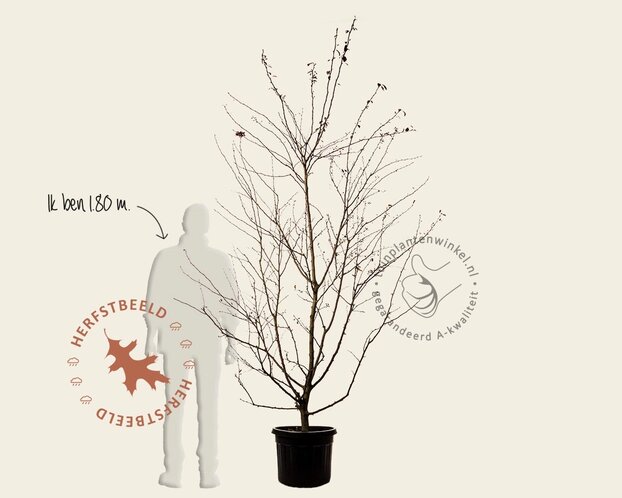 Malus 'Veitch's Scarlet' - meerstammig