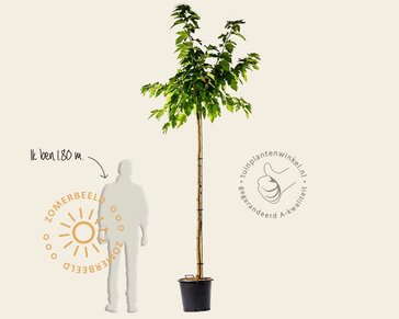 Morus alba 'Fruitless' - hoogstam