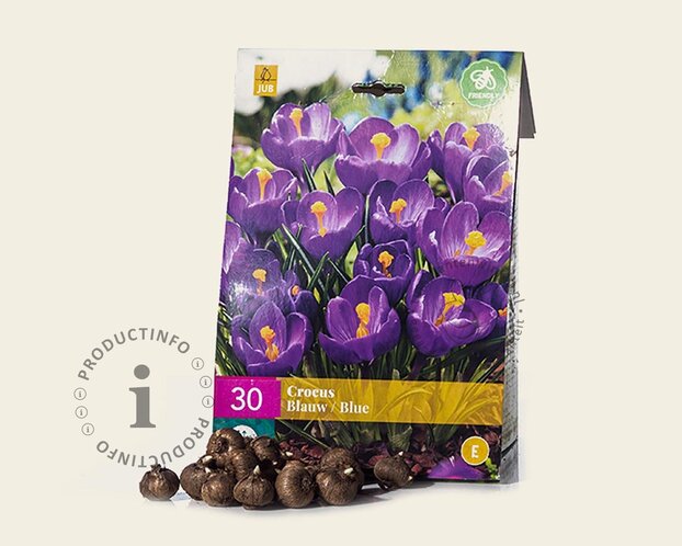Crocus  Blauw