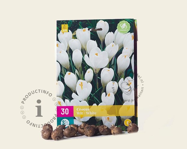 Crocus Grootbloemig Wit